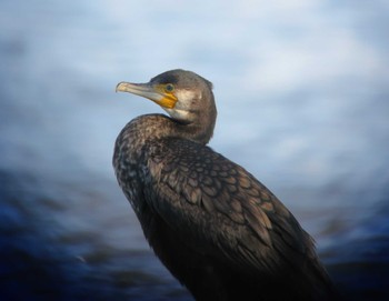 Great Cormorant 多摩川二ヶ領上河原堰 Mon, 2/12/2024