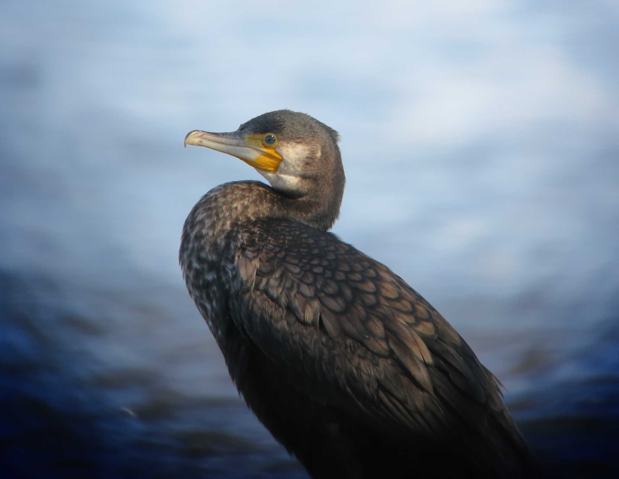 多摩川二ヶ領上河原堰 カワウの写真 by でこまる