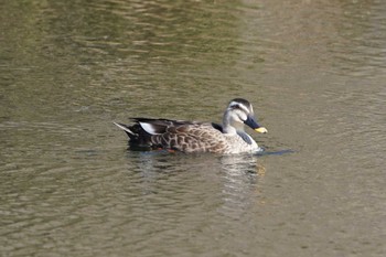 Eastern Spot-billed Duck 陶史の森 Mon, 2/12/2024