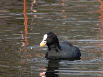 Eurasian Coot Hattori Ryokuchi Park Sat, 2/10/2024