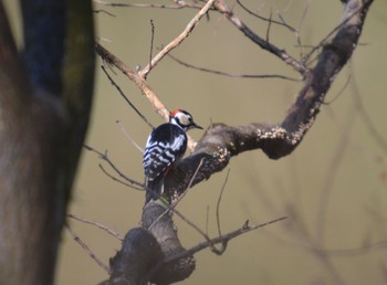 Great Spotted Woodpecker 各務野自然遺産の森 Mon, 2/12/2024