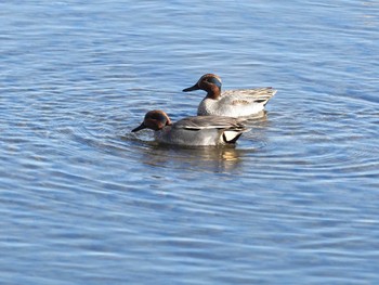 Eurasian Teal 多摩川二ヶ領上河原堰 Mon, 2/12/2024