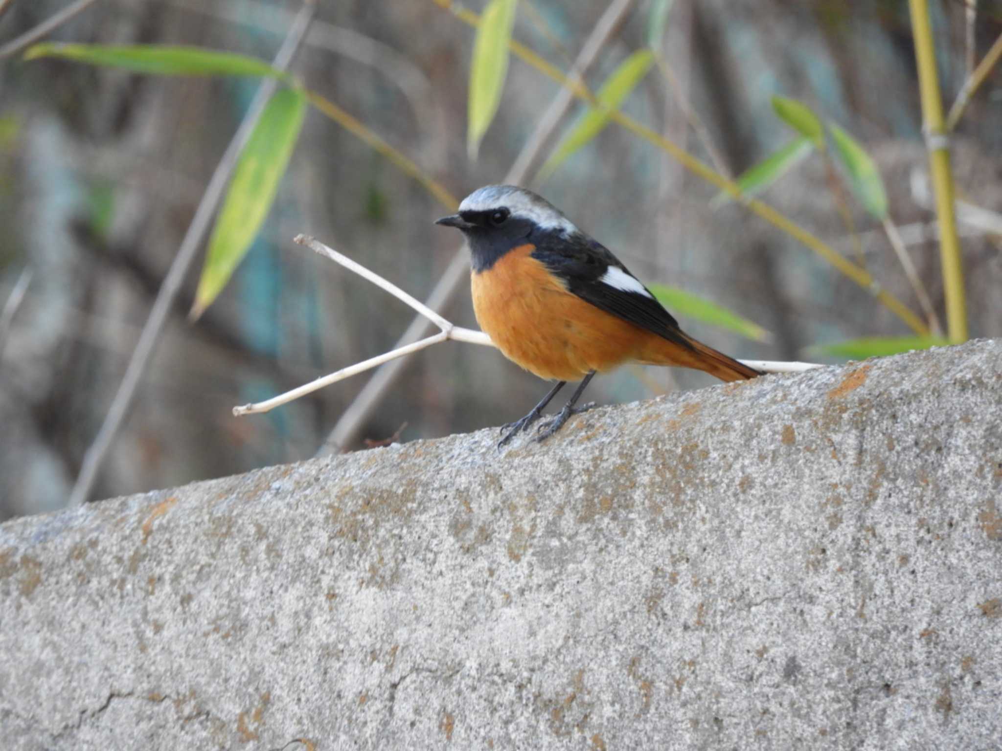 芝川 ジョウビタキの写真 by くくる