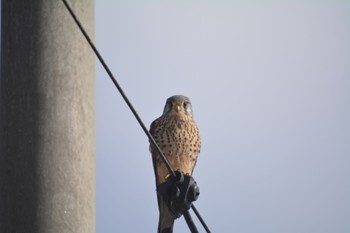 Common Kestrel 大口町 Mon, 2/12/2024