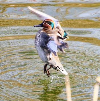 Eurasian Teal 行徳野鳥保護区 Sun, 2/11/2024