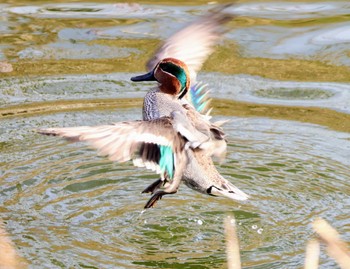 コガモ 行徳野鳥保護区 2024年2月11日(日)