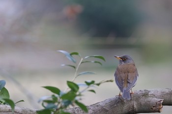 Pale Thrush 白野江植物公園 Sun, 2/11/2024