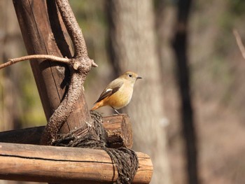 Daurian Redstart Imperial Palace Sun, 2/11/2024