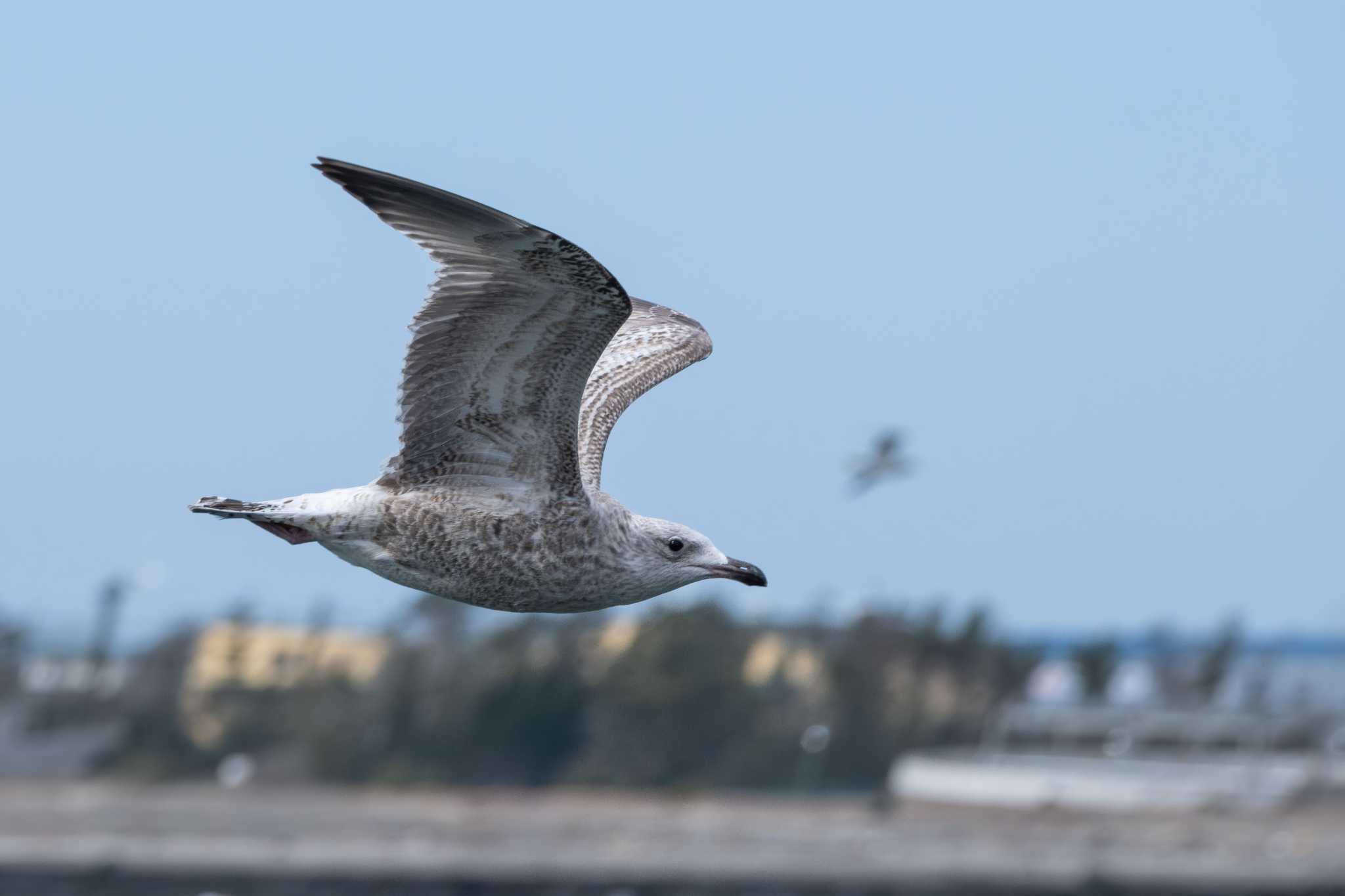 銚子漁港 セグロカモメの写真 by MNB EBSW