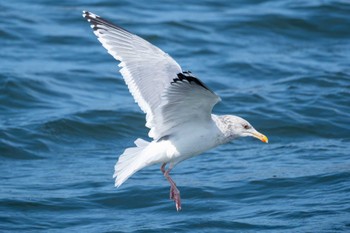 Vega Gull Choshi Fishing Port Mon, 2/12/2024