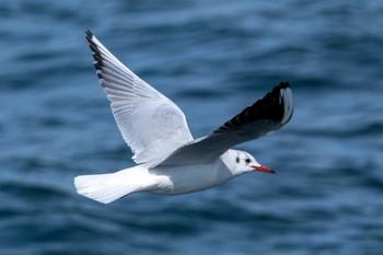 Black-headed Gull Choshi Fishing Port Mon, 2/12/2024