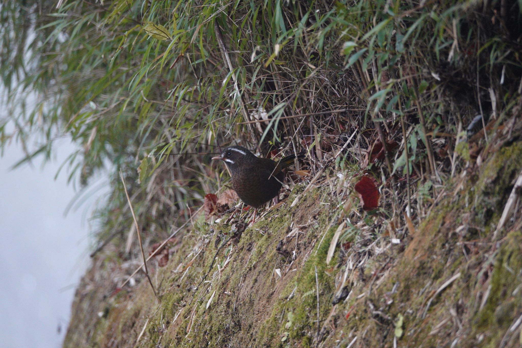 White-whiskered Laughingthrush