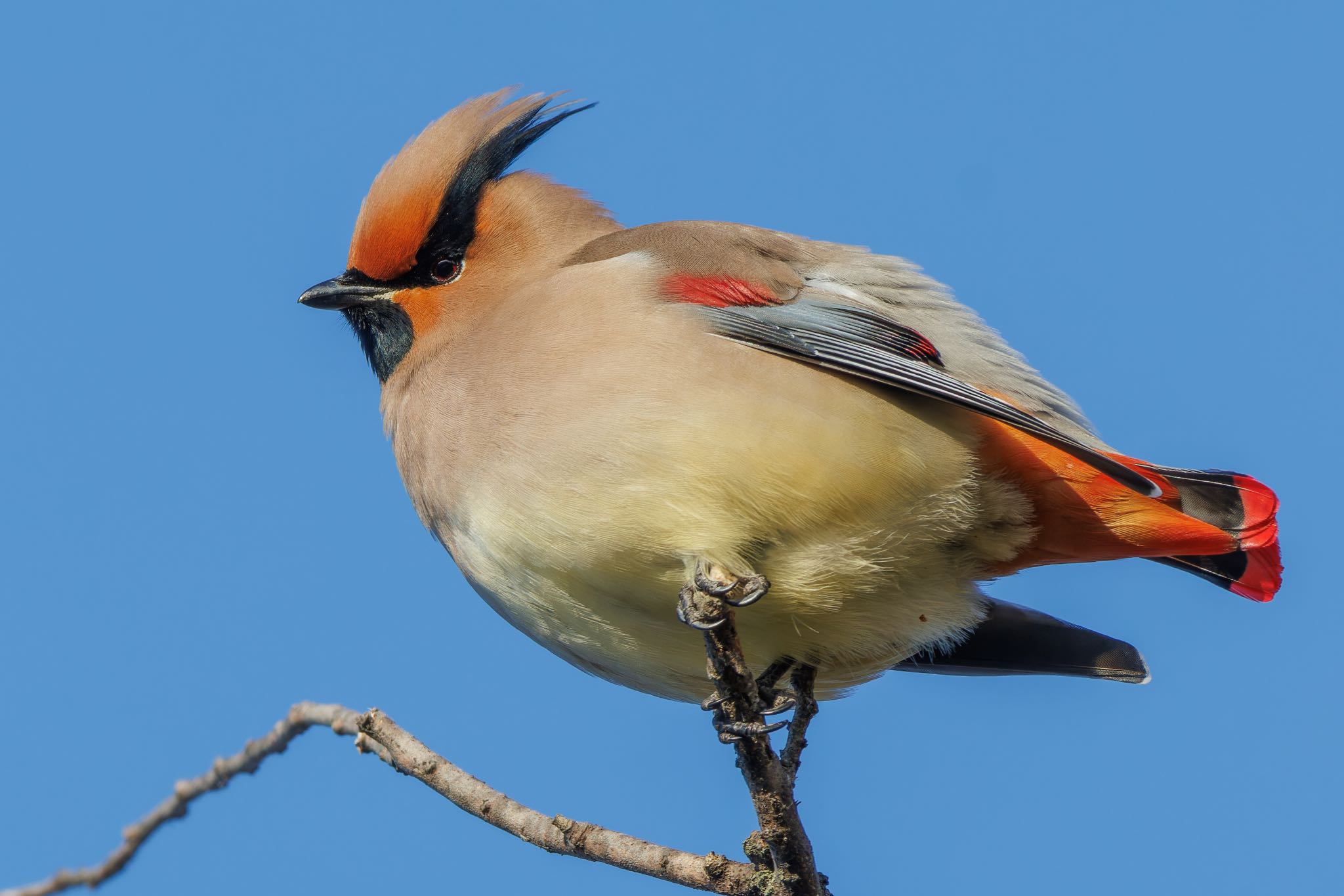 Photo of Japanese Waxwing at 美濃加茂太田宿 by アカウント5104