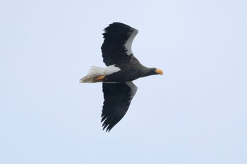 Steller's Sea Eagle 山本山(滋賀県) Mon, 2/12/2024