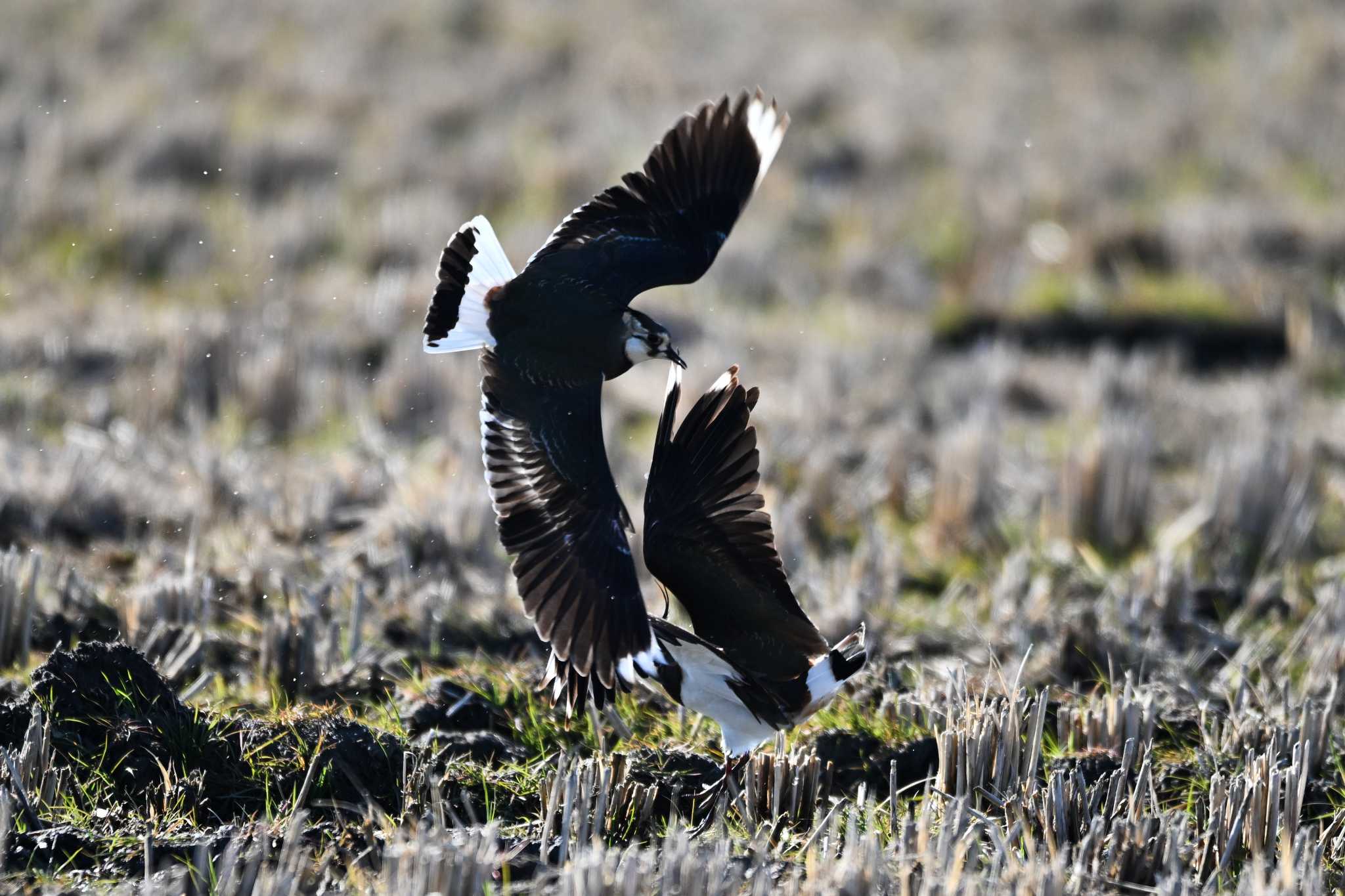 Photo of Northern Lapwing at 埼玉県 by Yokai