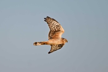 Hen Harrier 埼玉県 Mon, 2/12/2024