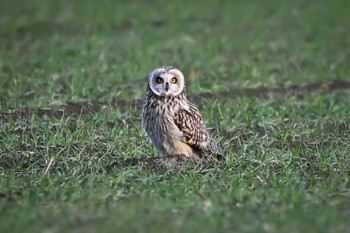 Short-eared Owl 関東地方 Sun, 2/11/2024