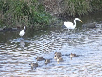 Great Egret 多摩川 Mon, 2/12/2024