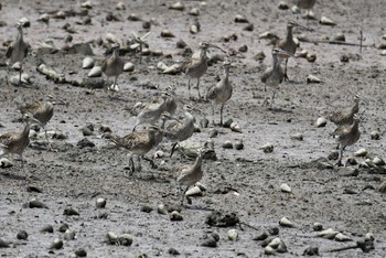 チュウシャクシギ Sungei Buloh Wetland Reserve 2018年11月10日(土)