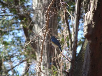 Red-flanked Bluetail 東京都立桜ヶ丘公園(聖蹟桜ヶ丘) Mon, 2/12/2024