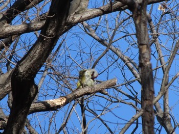 Japanese Green Woodpecker ラブリバー親水公園うぬき Mon, 2/12/2024