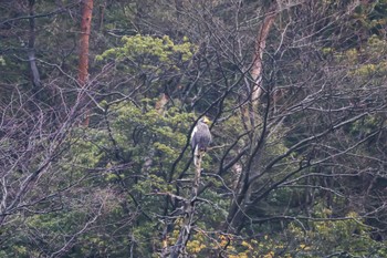 Steller's Sea Eagle 山本山(滋賀県) Mon, 2/12/2024