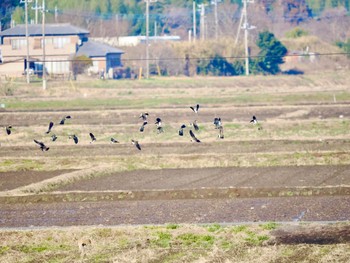 ムクドリ 稲敷市 2024年2月10日(土)