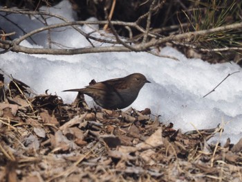 Japanese Accentor 岡谷林道 Mon, 2/12/2024