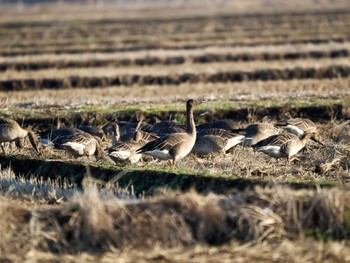 2024年2月10日(土) 稲敷市の野鳥観察記録