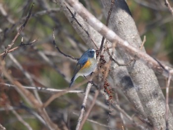 Red-flanked Bluetail 岡谷林道 Mon, 2/12/2024