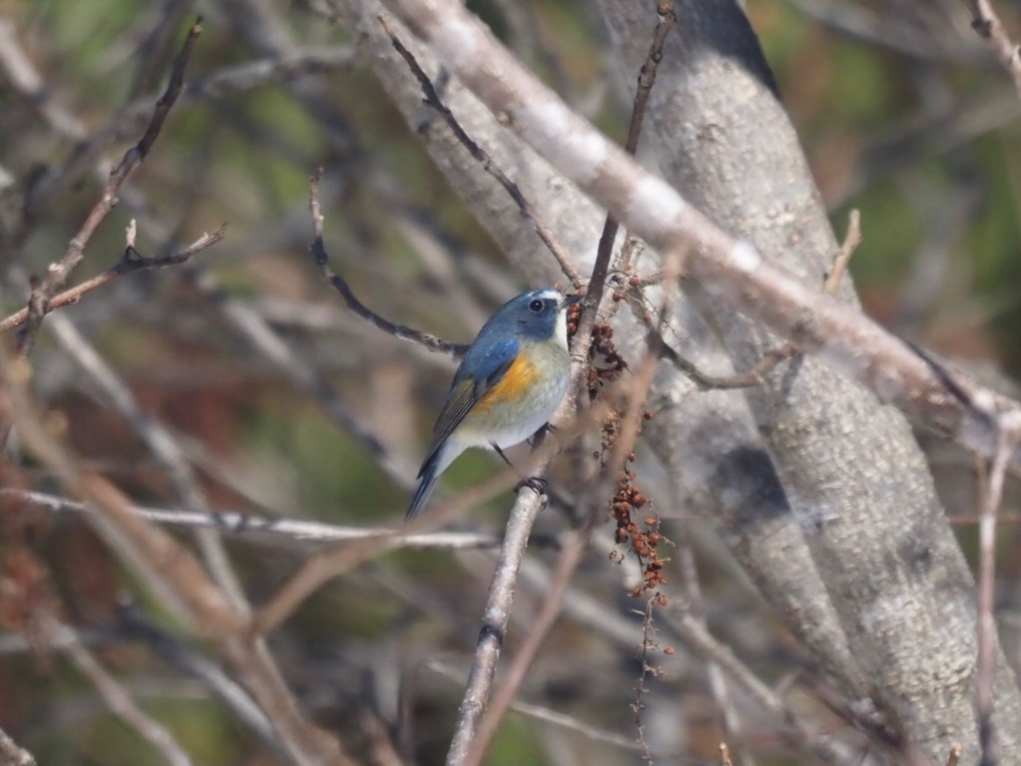 Red-flanked Bluetail