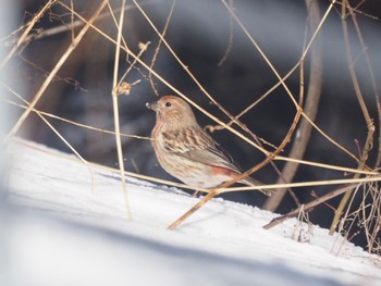 Pallas's Rosefinch 岡谷林道 Mon, 2/12/2024