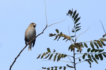 シメ 多摩川 2018年11月18日(日)