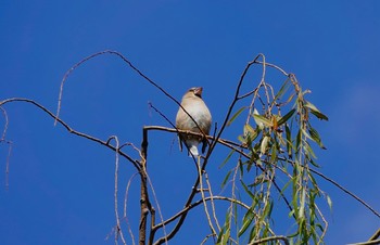 シメ 北本自然観察公園 2018年11月21日(水)