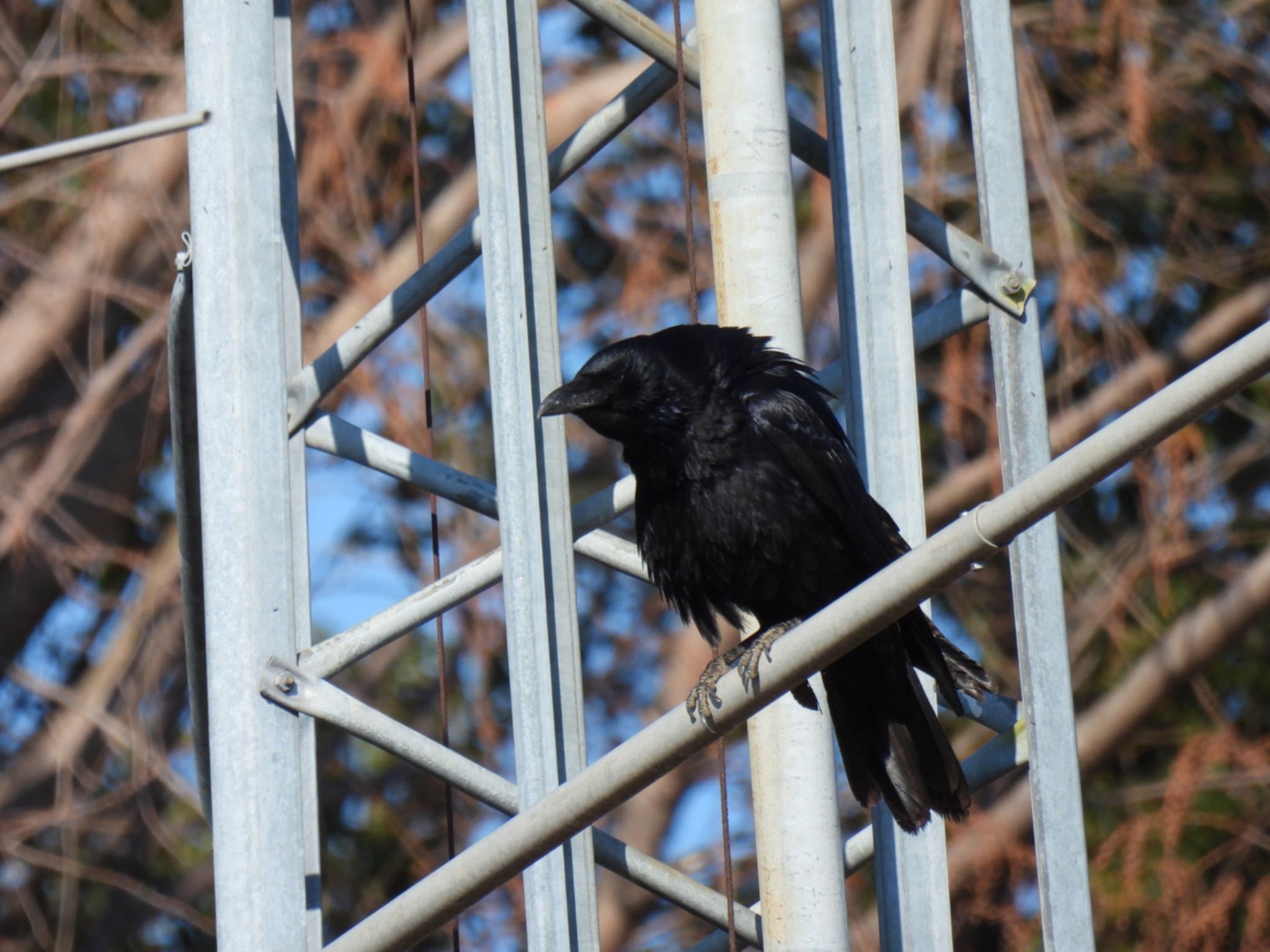 Photo of Carrion Crow at 羽生中央公園 by K