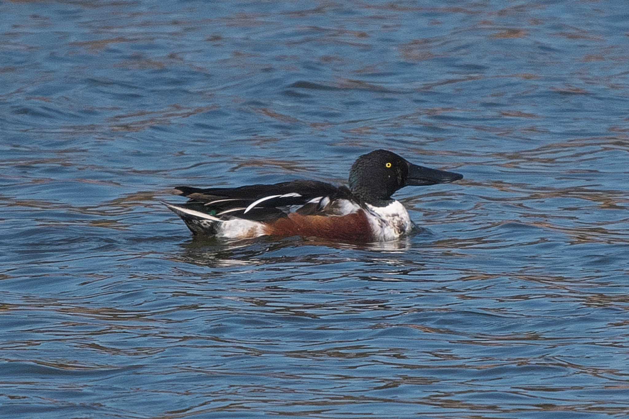 Photo of Northern Shoveler at Kasai Rinkai Park by Y. Watanabe