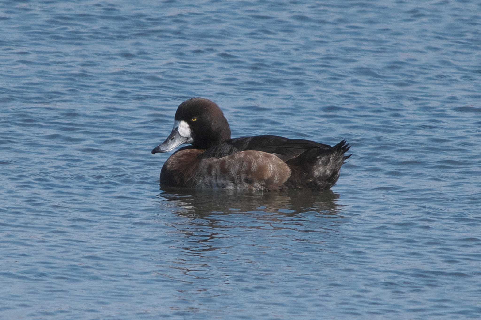 Photo of Greater Scaup at Kasai Rinkai Park by Y. Watanabe