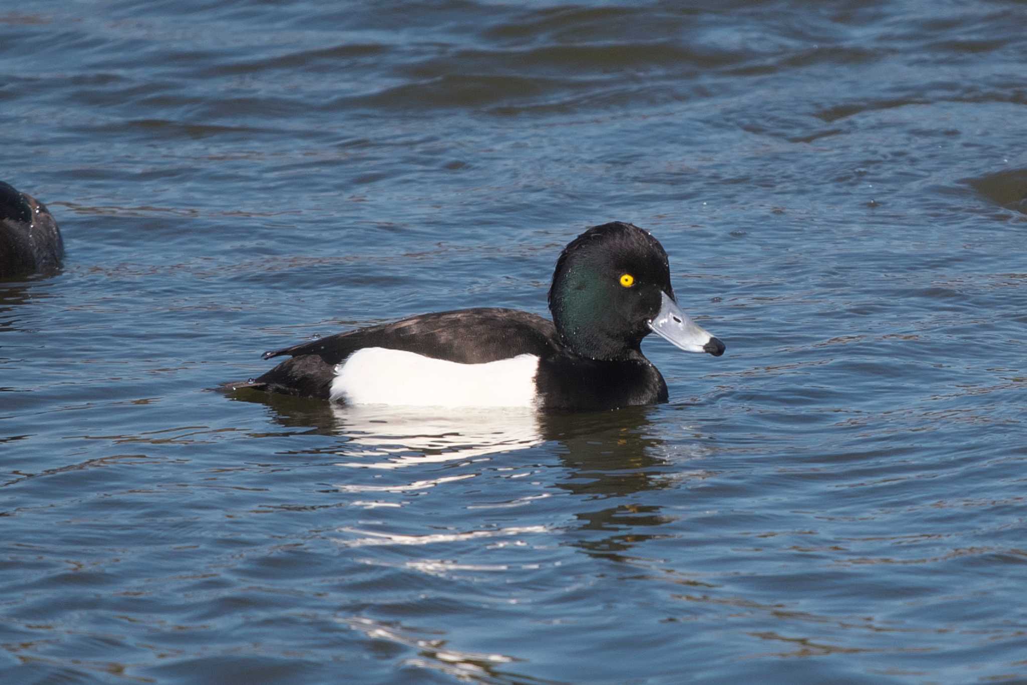 Photo of Tufted Duck at Kasai Rinkai Park by Y. Watanabe