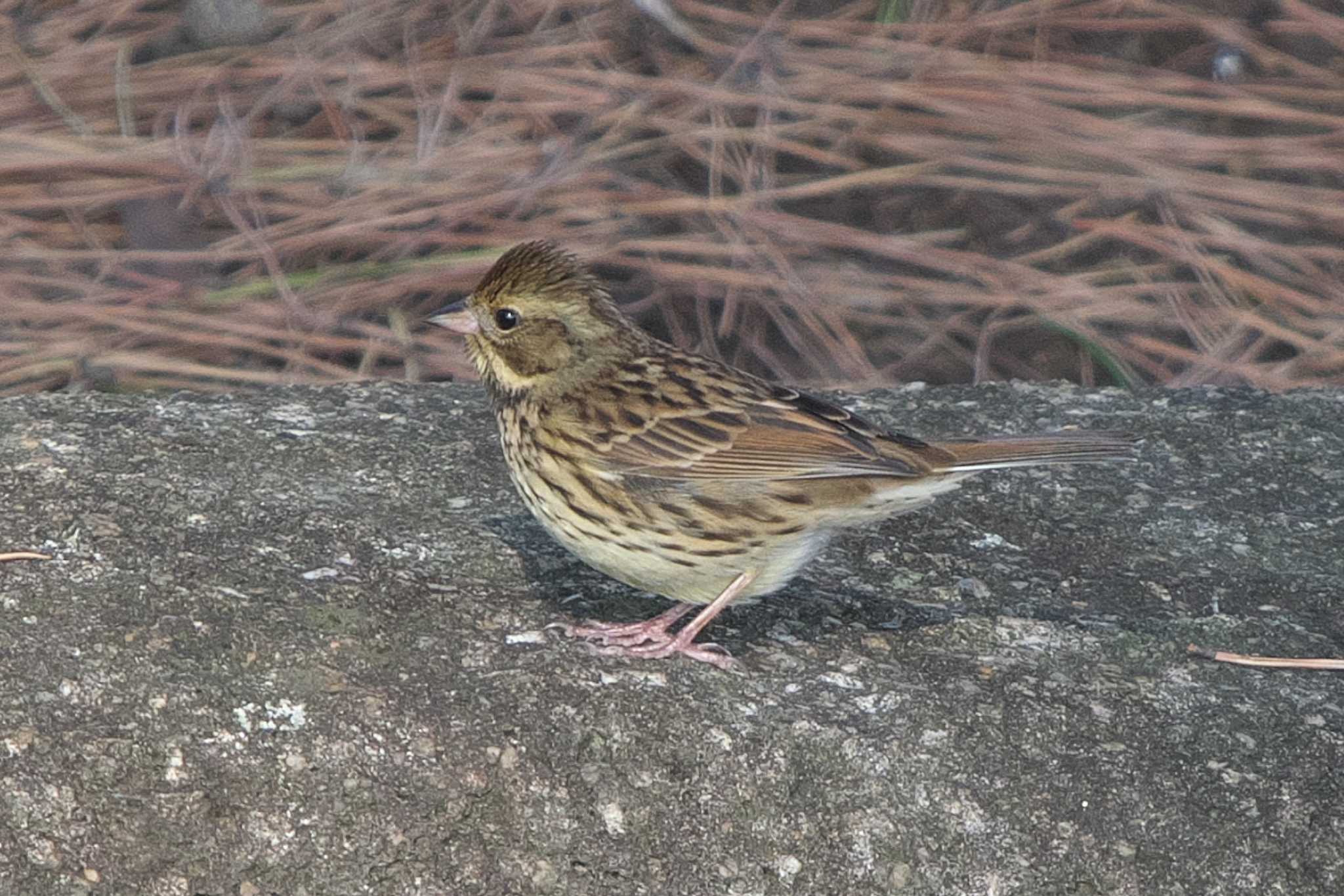 Photo of Masked Bunting at Kasai Rinkai Park by Y. Watanabe