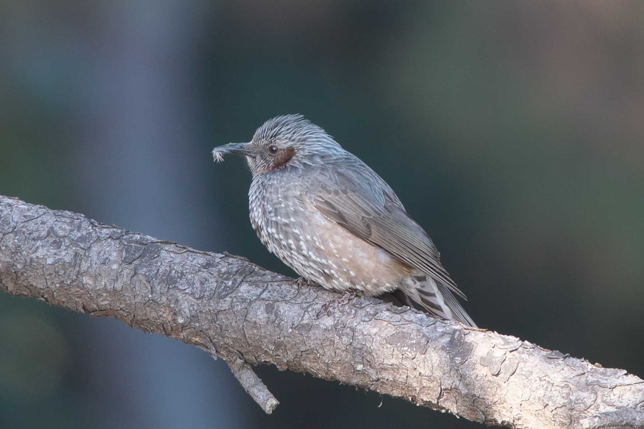 Brown-eared Bulbul