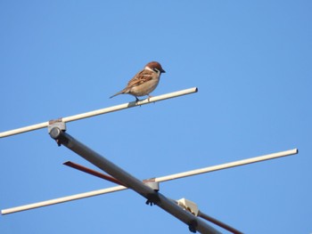 Eurasian Tree Sparrow 羽生市 Mon, 2/12/2024
