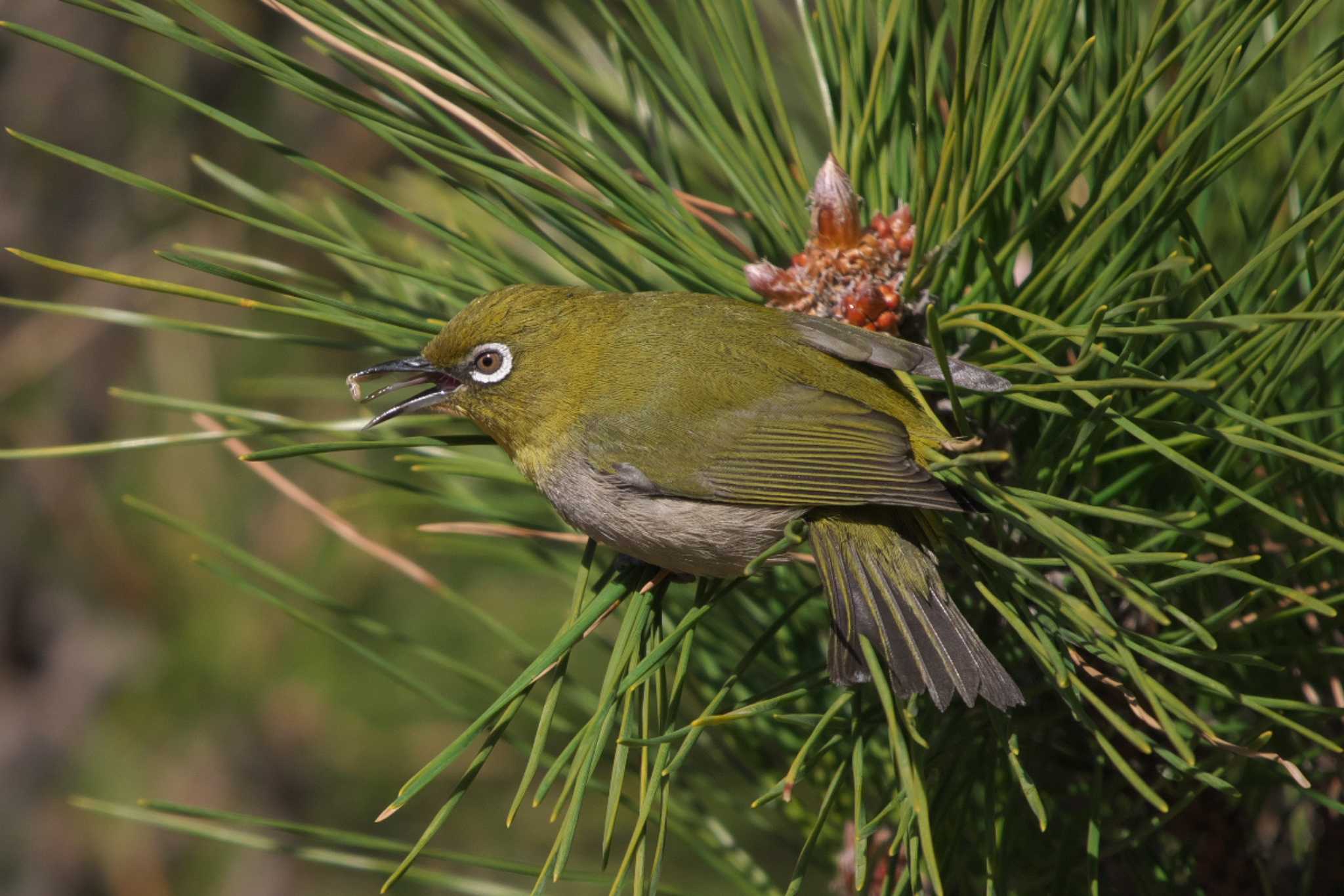 Warbling White-eye