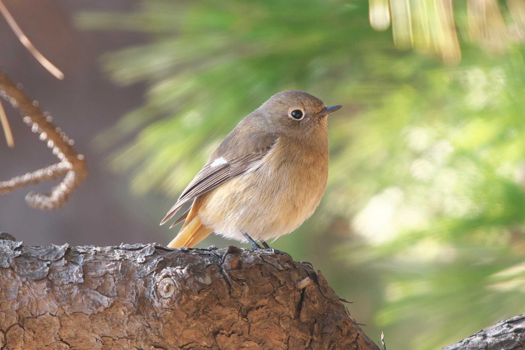 Photo of Daurian Redstart at Kasai Rinkai Park by Y. Watanabe