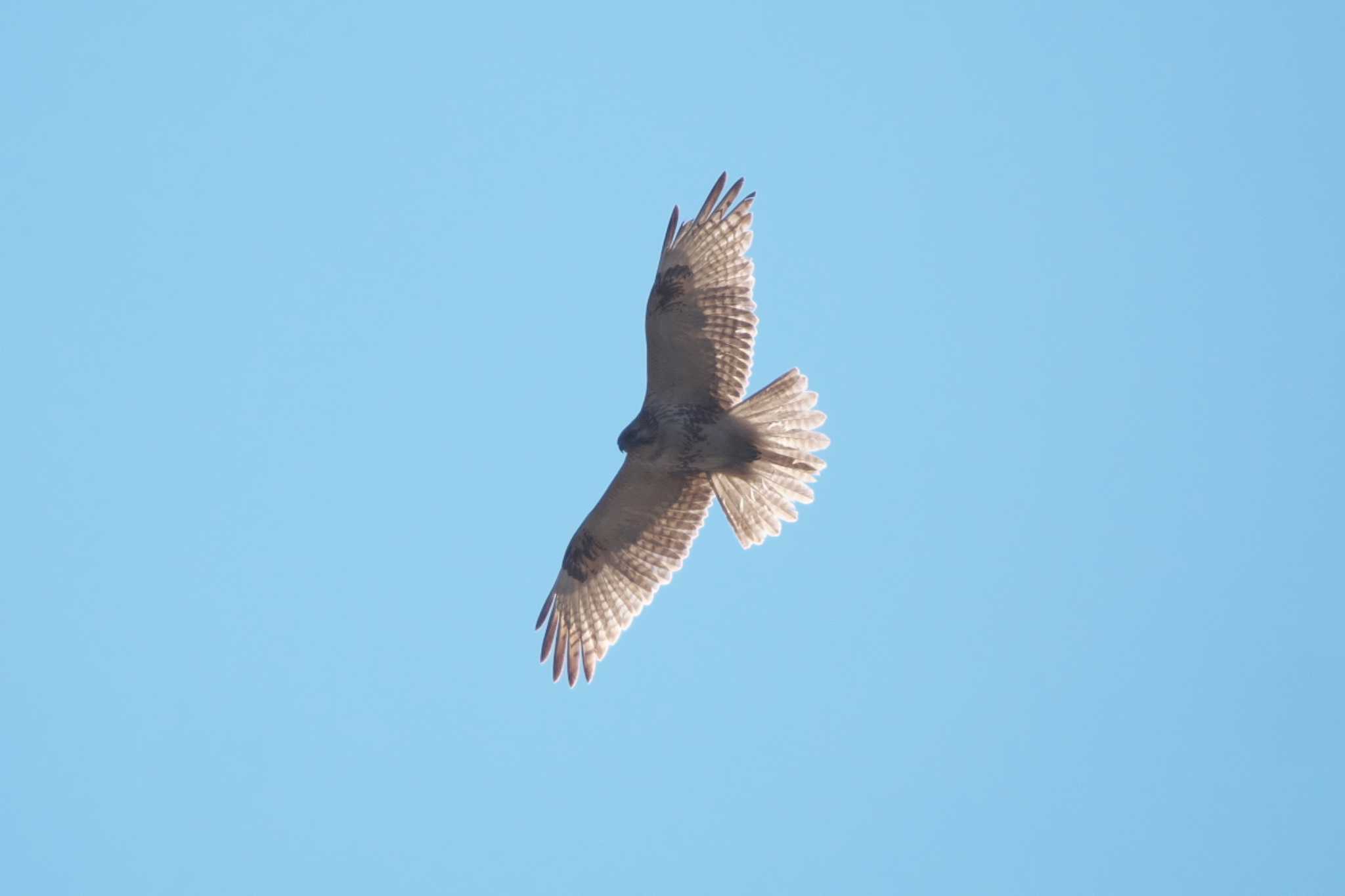 Photo of Eastern Buzzard at Kasai Rinkai Park by Y. Watanabe