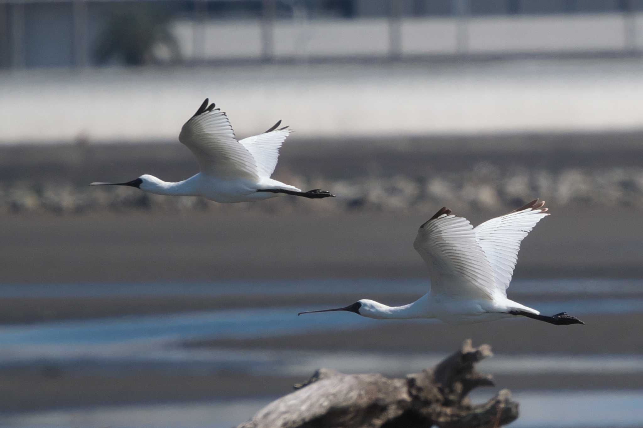 Photo of Black-faced Spoonbill at Kasai Rinkai Park by Y. Watanabe