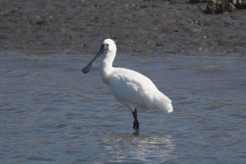 Mon, 2/12/2024 Birding report at Kasai Rinkai Park