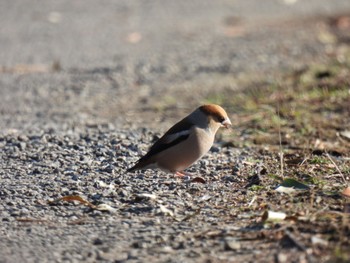 Hawfinch 羽生中央公園 Mon, 2/12/2024