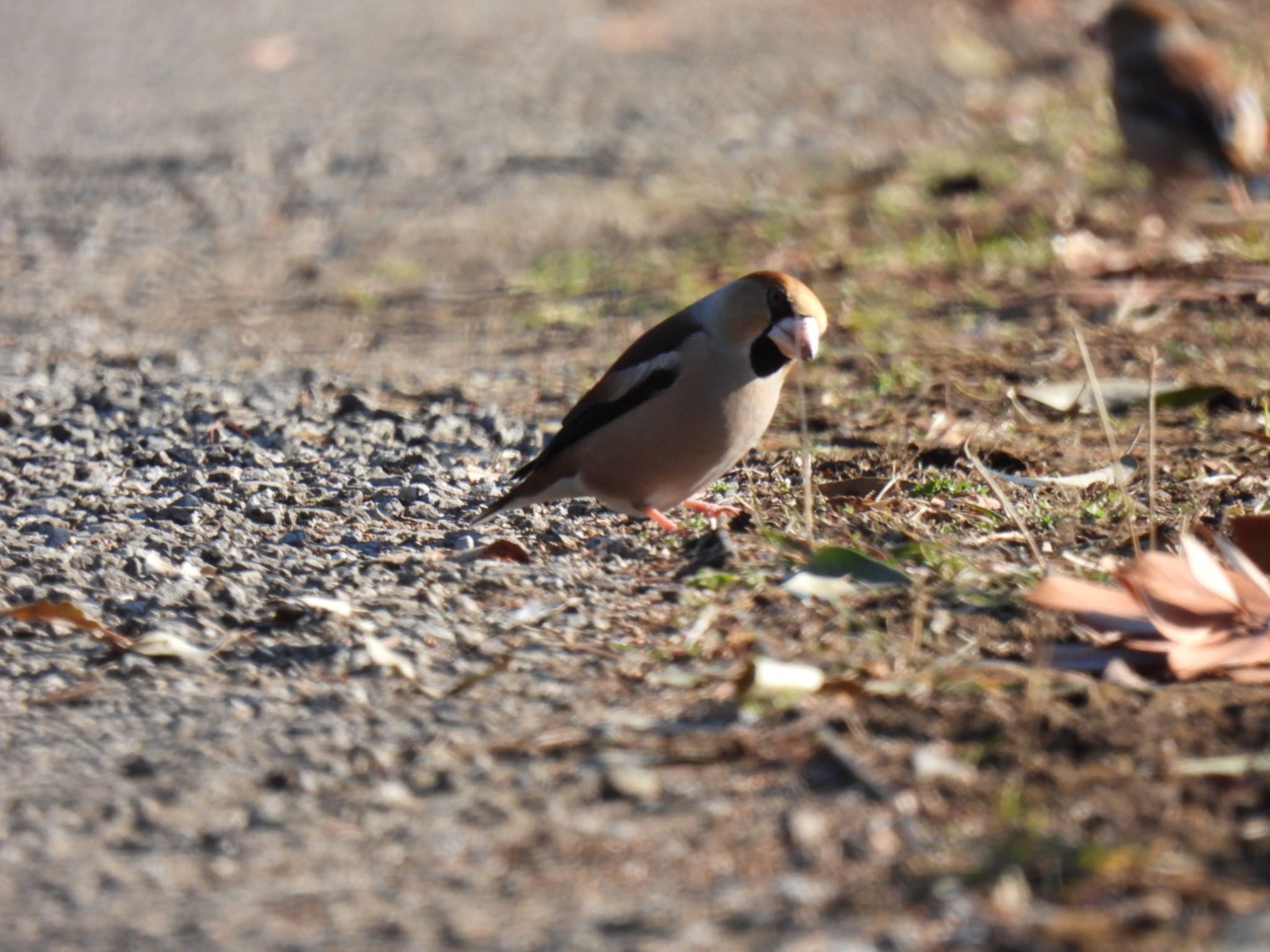 Photo of Hawfinch at 羽生中央公園 by K
