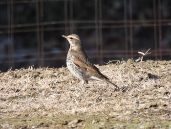 2024年2月12日(月) 羽生中央公園の野鳥観察記録