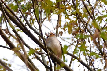 シメ 北本自然観察公園 2018年11月21日(水)